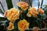 Alexandra Kordana Alexandra Kordana