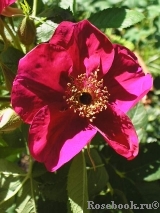 Basye’s Purple Rose  