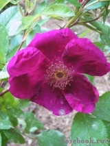Basye’s Purple Rose  