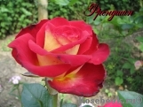 Friendship ® Friendship ®