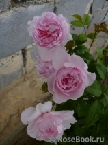 Cottage Rose 