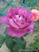 Claude Brasseur Claude Brasseur