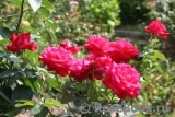Dame de Coeur Dame de Coeur