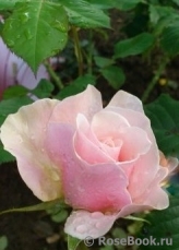 La Rose du Petit Prince
