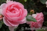 Rosenfee Rosenfee