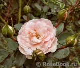 Mini Eden Rose