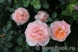 Sangerhauser Jubilaumsrose Sangerhauser Jubilaumsrose