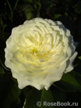 Alabaster Alabaster