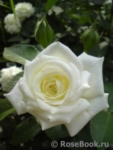 Alabaster Alabaster