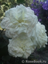 Alabaster Alabaster