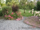 Fuchsia Meillandecor Fuchsia Meillandecor