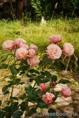 Botticelli Botticelli