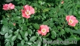 Pink Meidiland Pink Meidiland