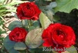 Rose des 4 Vents