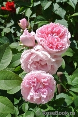 Cottage Rose 