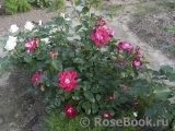 Girlguiding UK Centenary Rose