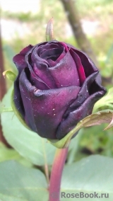Mildred Scheel Mildred Scheel