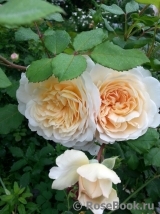 Crocus Rose® Crocus Rose®