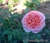 Abraham Darby