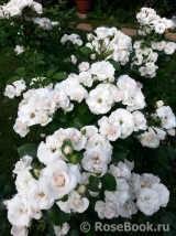 Aspirin Rose Aspirin Rose