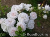 Aspirin Rose Aspirin Rose