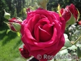 Dame de Coeur Dame de Coeur