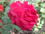 Dame de Coeur Dame de Coeur