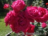Dame de Coeur Dame de Coeur