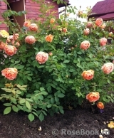 Lady of Shalott Lady of Shalott