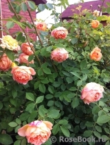 Lady of Shalott Lady of Shalott
