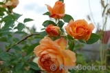 Lady of Shalott Lady of Shalott