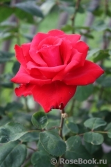 Grande Amore Grande Amore