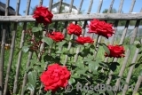 Grande Amore Grande Amore