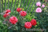 Grande Amore Grande Amore