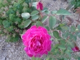 Pink Peace Pink Peace