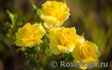 Friesia Friesia