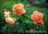 Lady of Shalott Lady of Shalott