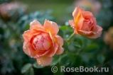 Lady of Shalott Lady of Shalott