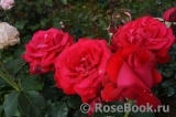 Dame de Coeur Dame de Coeur