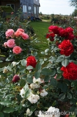 Dame de Coeur Dame de Coeur