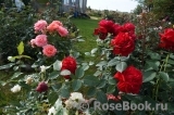 Dame de Coeur Dame de Coeur