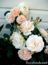 Sangerhauser Jubilaumsrose Sangerhauser Jubilaumsrose