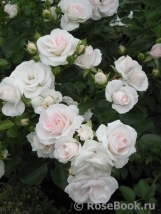 Aspirin Rose Aspirin Rose