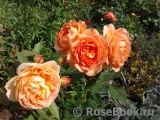 Lady of Shalott Lady of Shalott