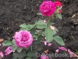 Heidi Klum Rose Heidi Klum Rose