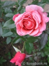 Equity Rose