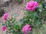 Pink Peace Pink Peace