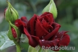 Katie's Rose