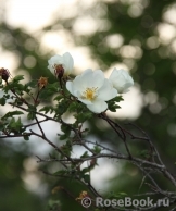 Rose spinosissima