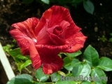 Red Intuition Red Intuition